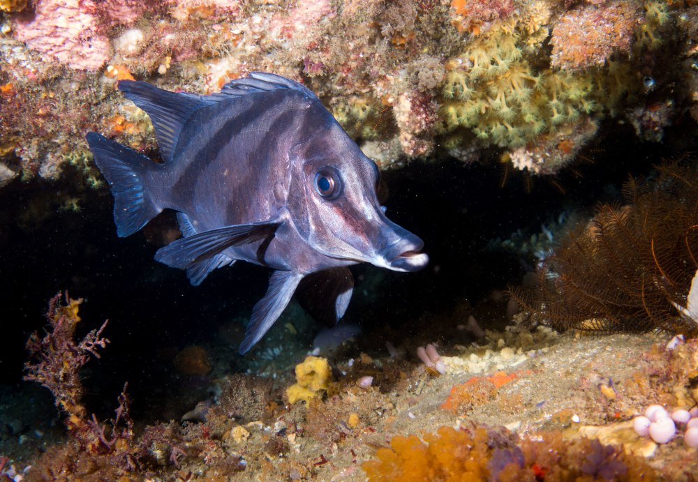 Длиннокрылая рыба кабан