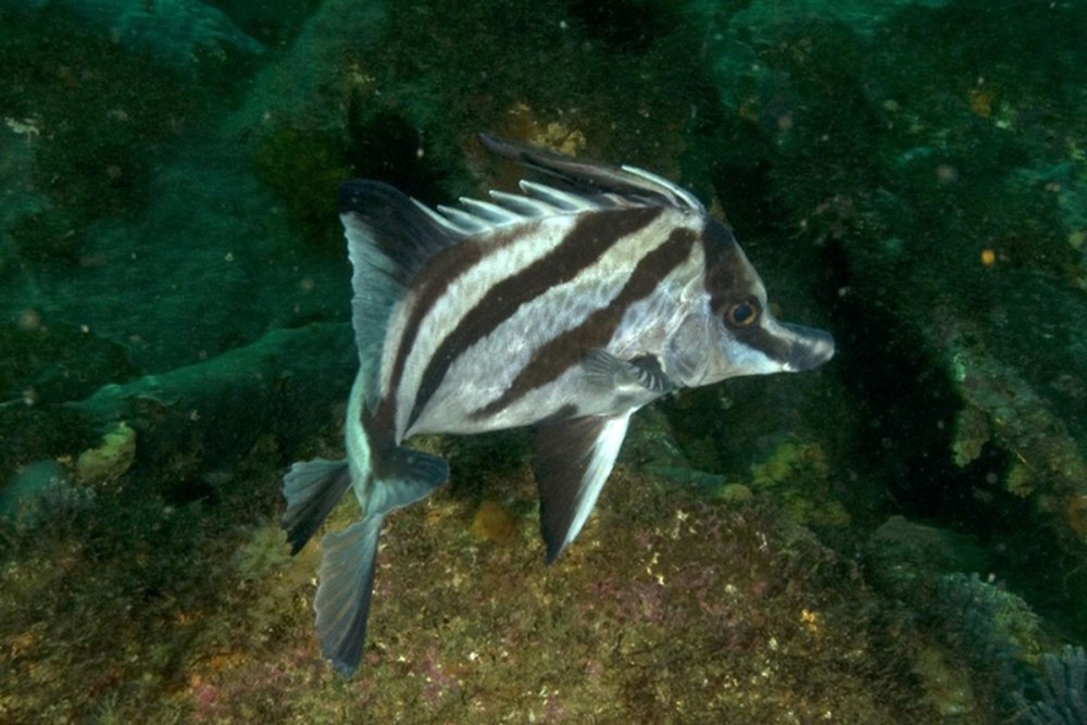 Капская рыба кабан