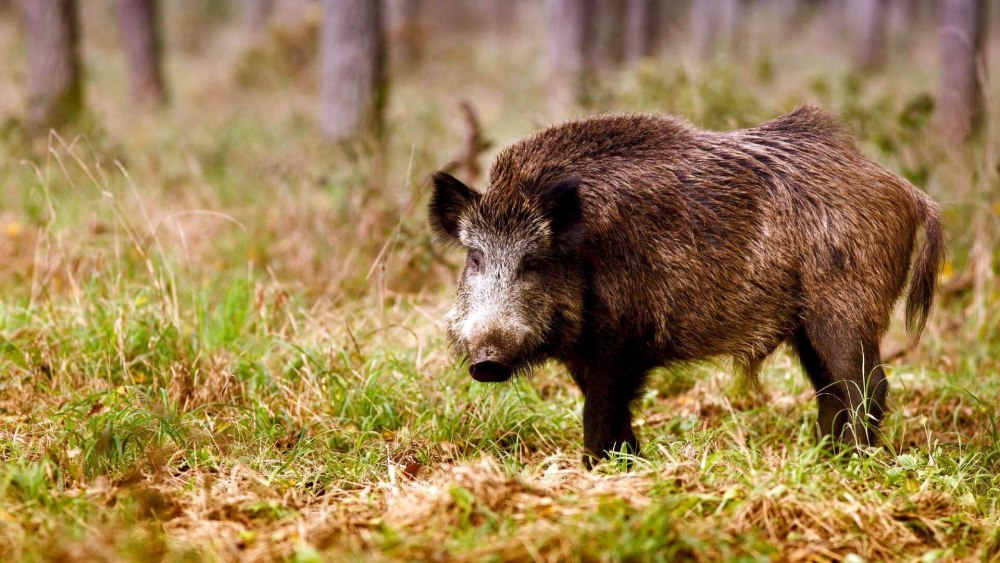 Кабаны в Самарской области