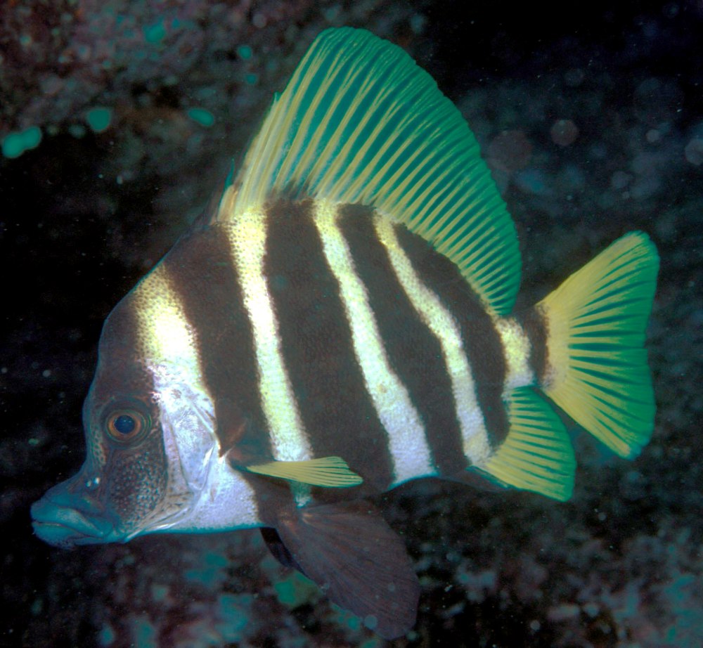 Evistias acutirostris