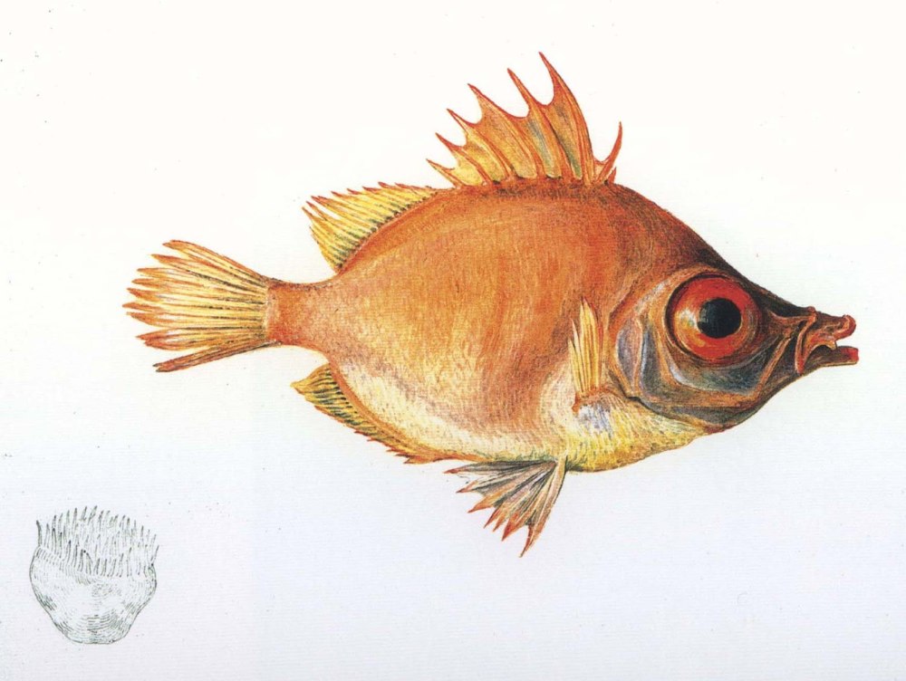 Рисование Карасик