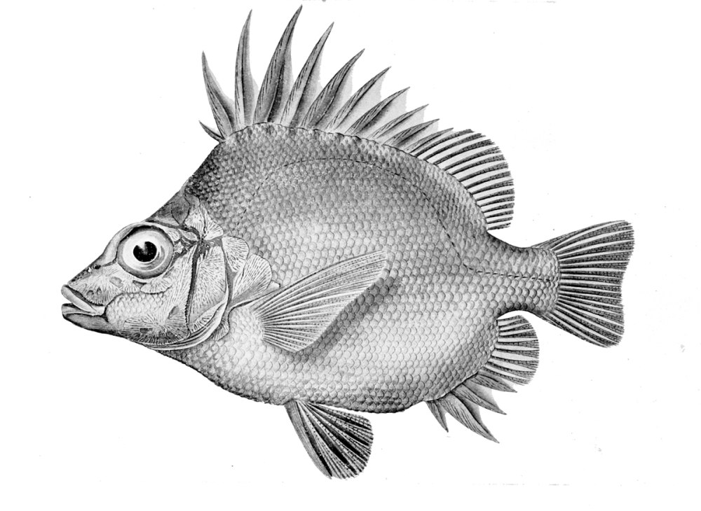 Pentaceros richardsoni