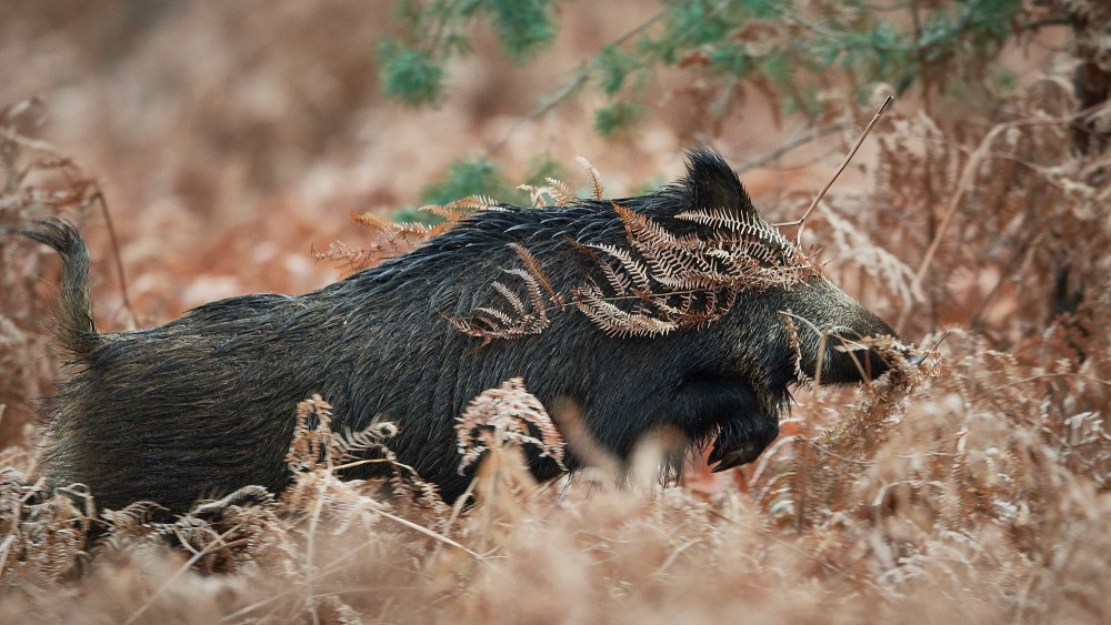 Лохматый Лесной кабан