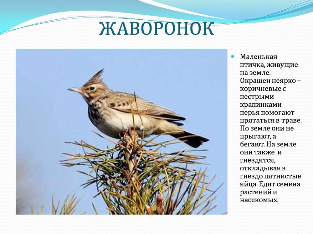 Полевой Жаворонок зимовка