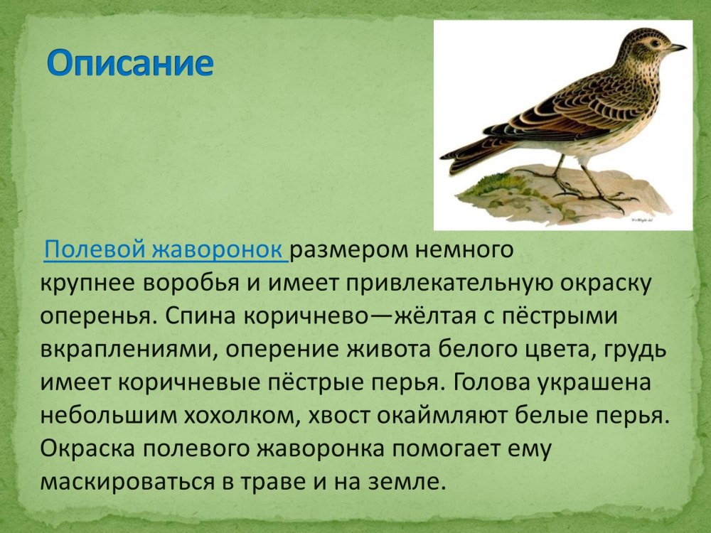 Жаворонок краткое описание