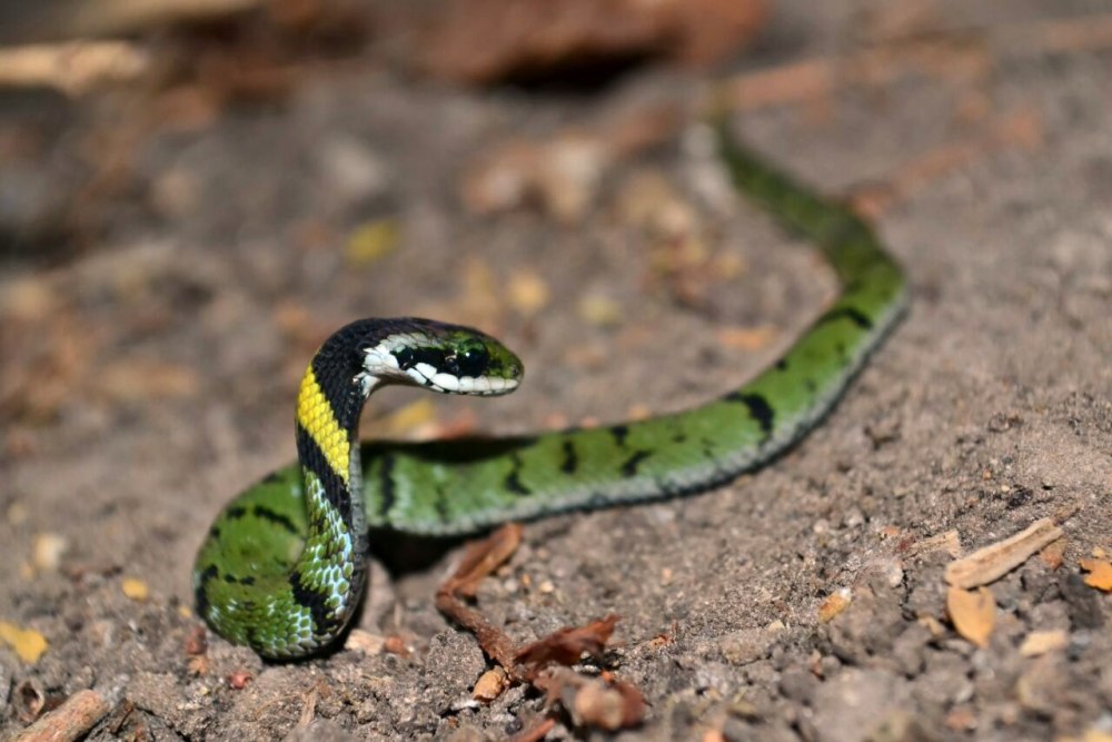 Rhabdophis plumbicolor