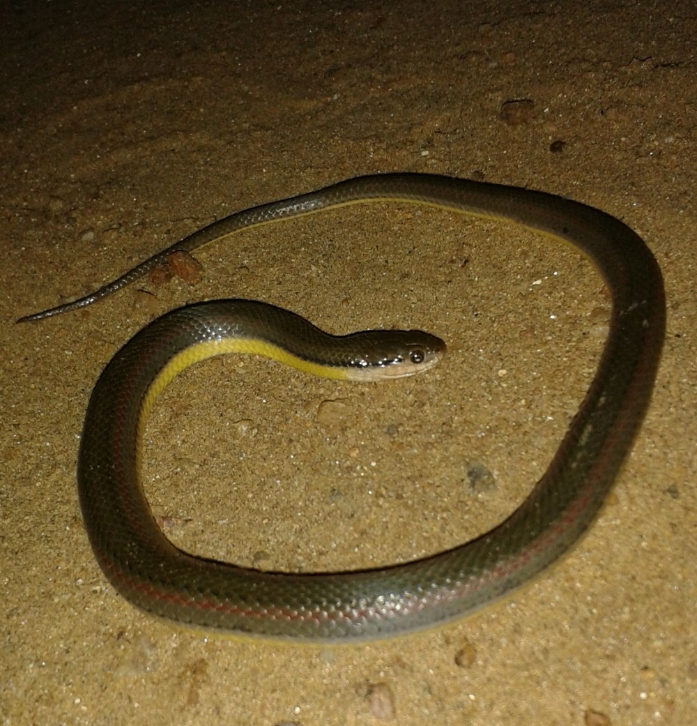 Clonophis kirtlandii