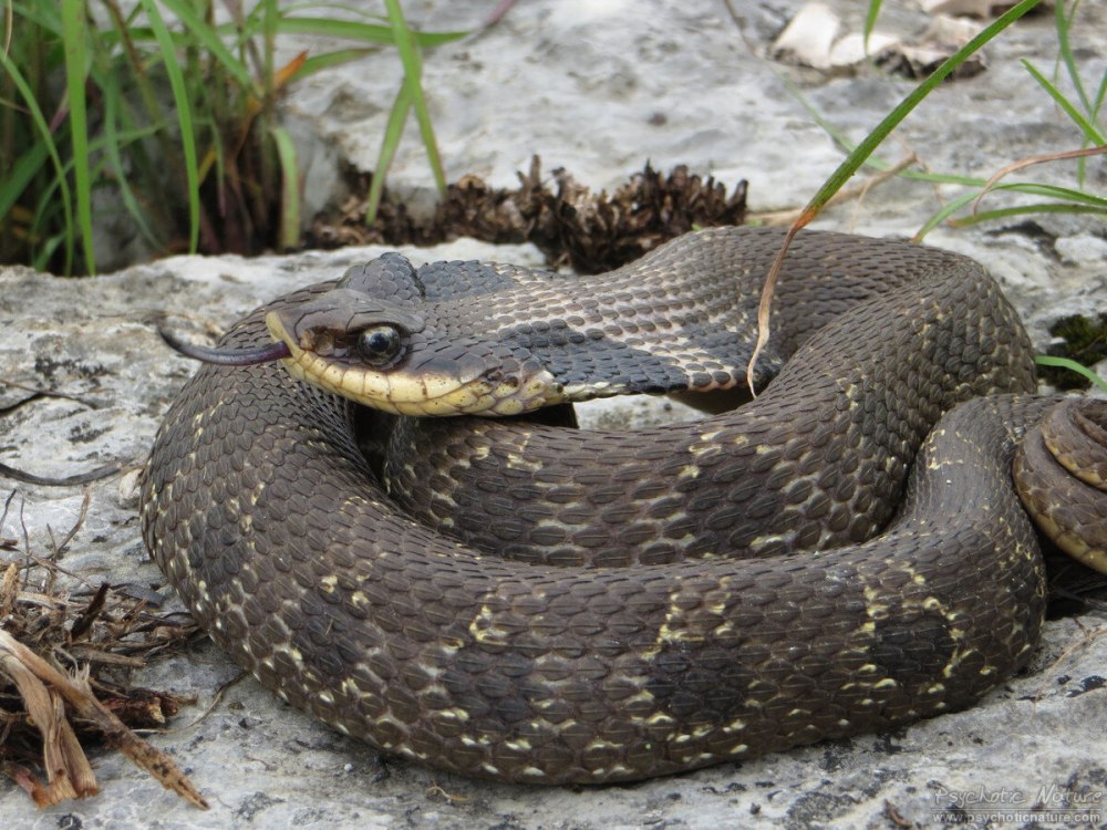 Hognose Snake