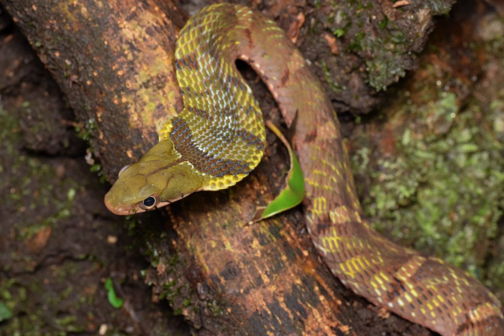 Pseudoxenodon macrops
