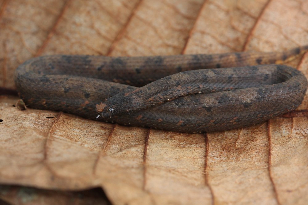 Trachyboa boulengeri