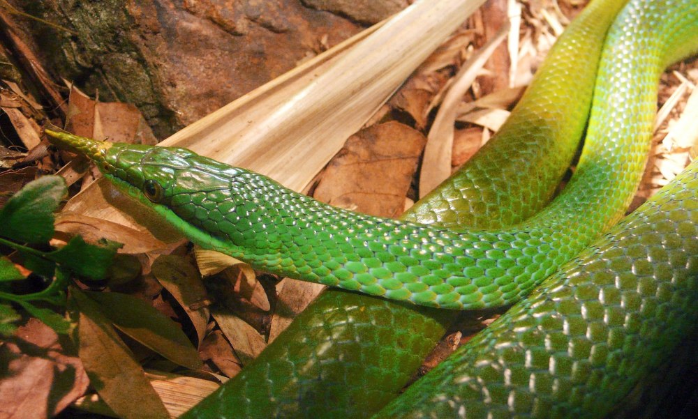 Rhynchophis boulengeri
