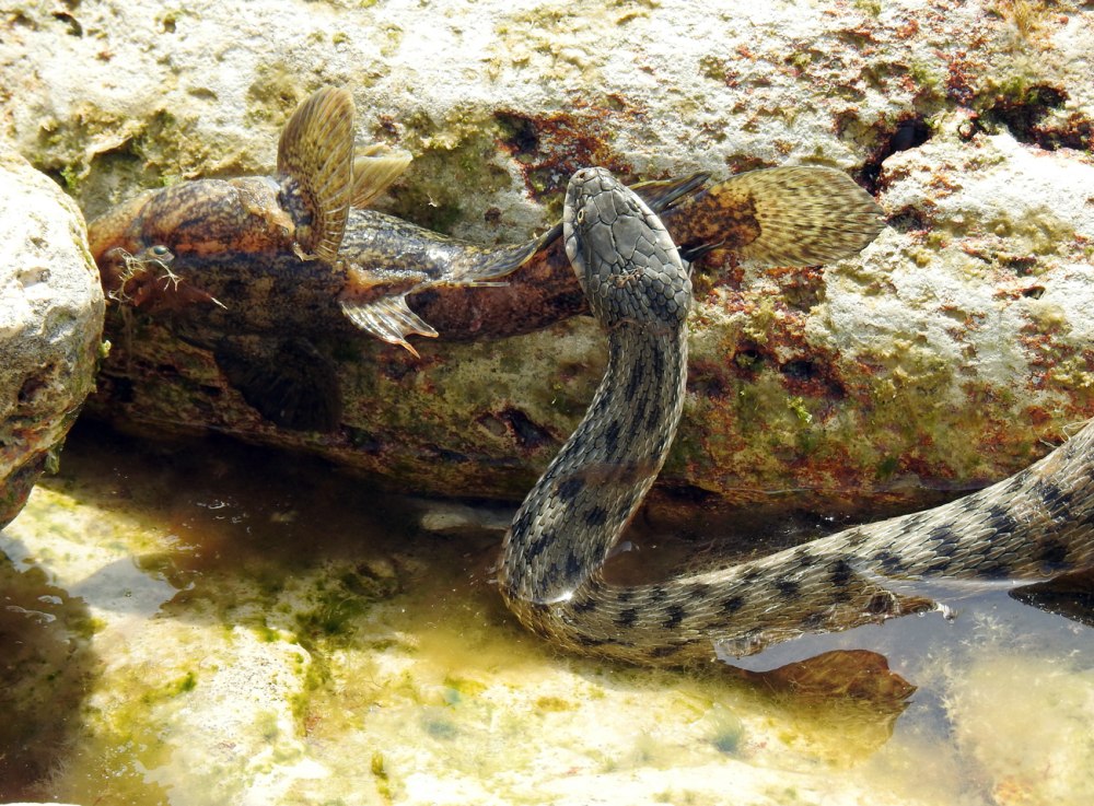 Водяной уж (Natrix tessellata)