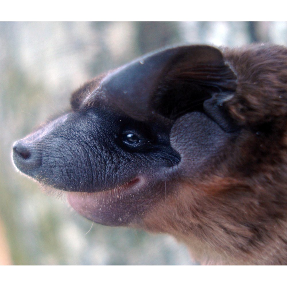 Бульдоговая летучая мышь