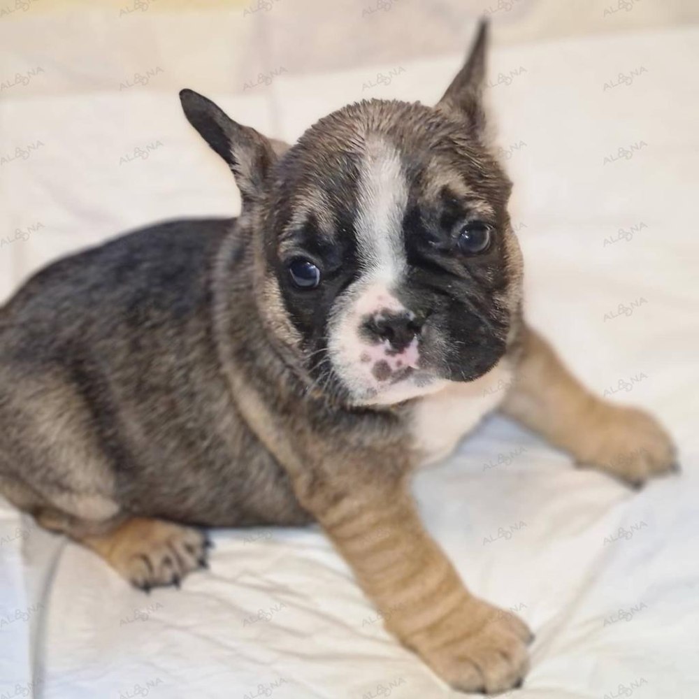 Французский бульдог Бель Этуаль Неаполь -