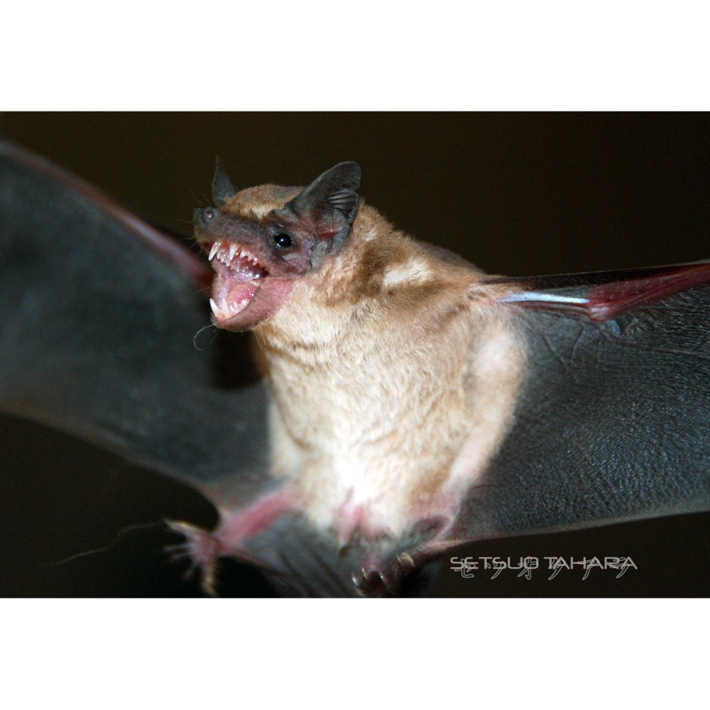 Половые органы летучих мышей