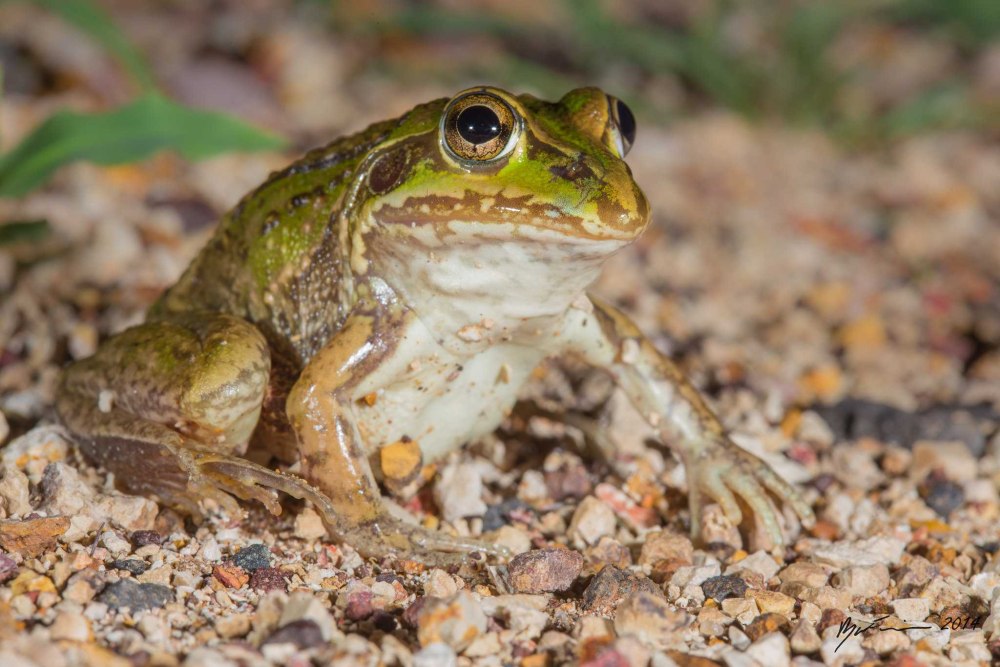 Золотистая литория