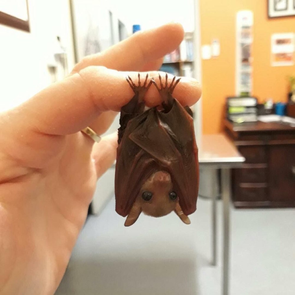 Маленький кот на пальце