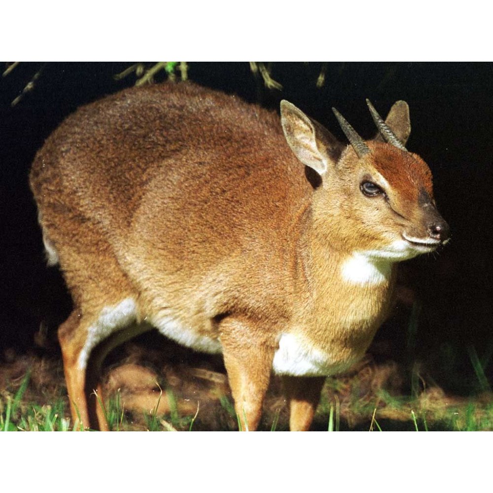 Карликовые антилопы (род)