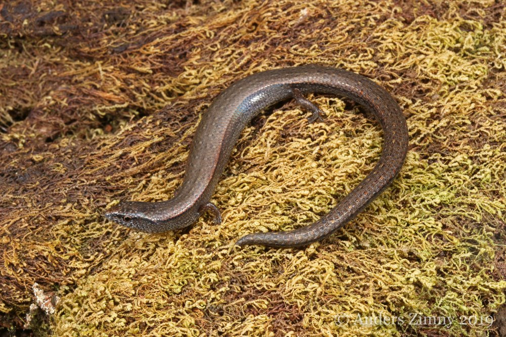 Сцинк мальгашский