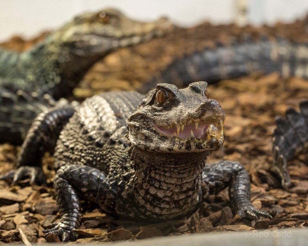 Гладколобый Кайман