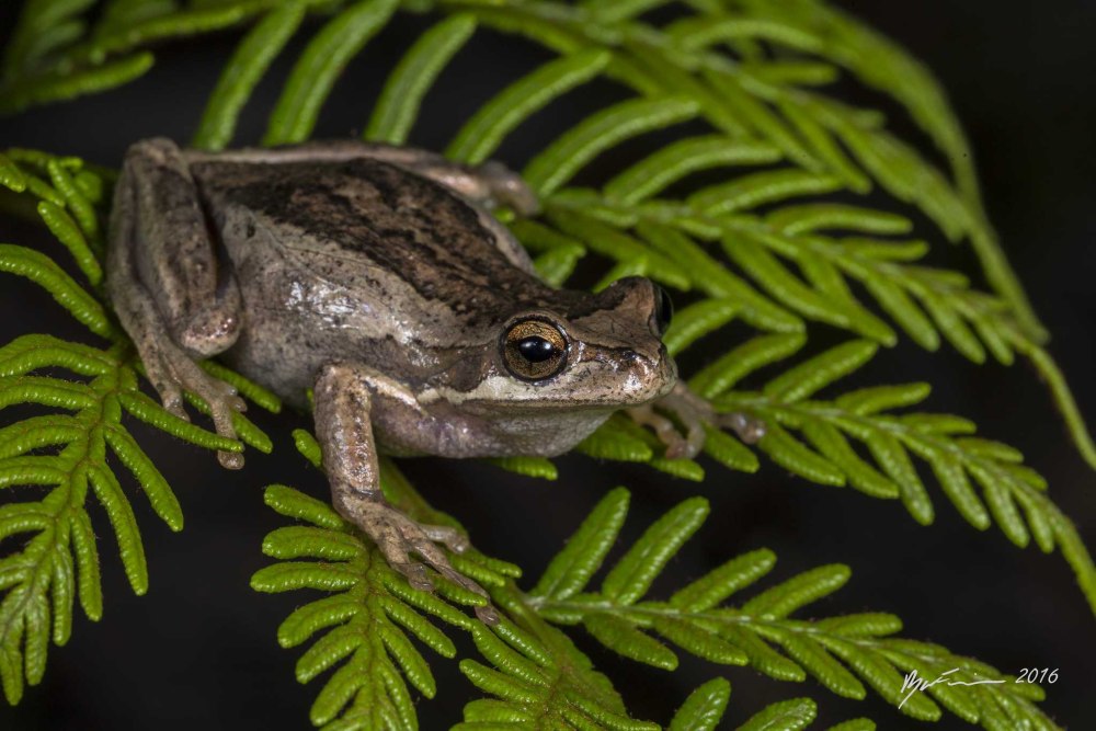 Африканская карликовая лягушка