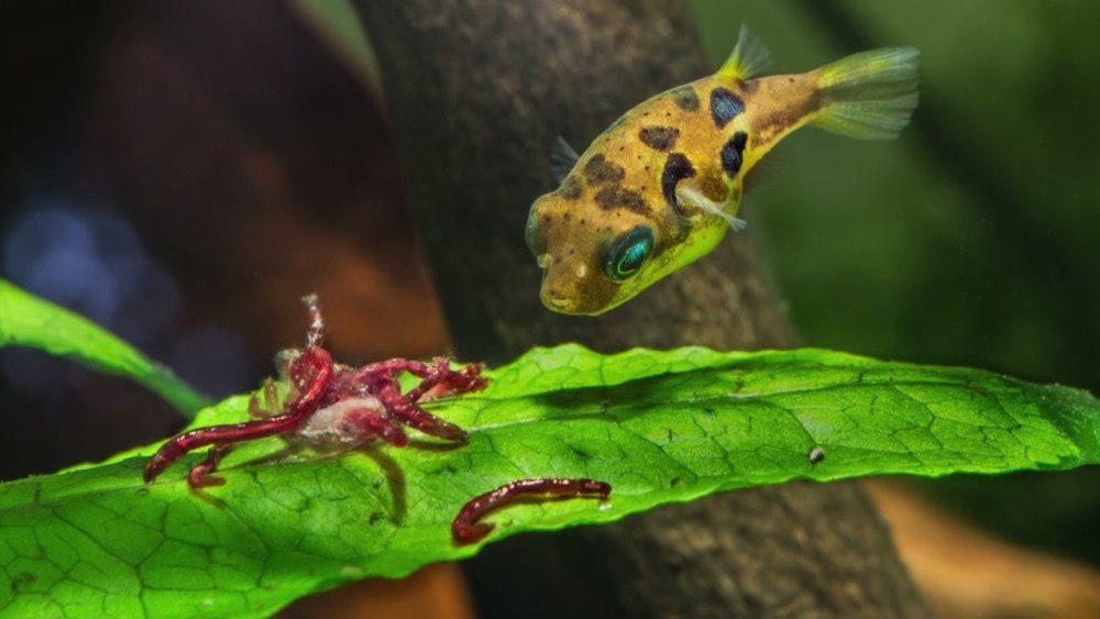 Тетрадон карликовый