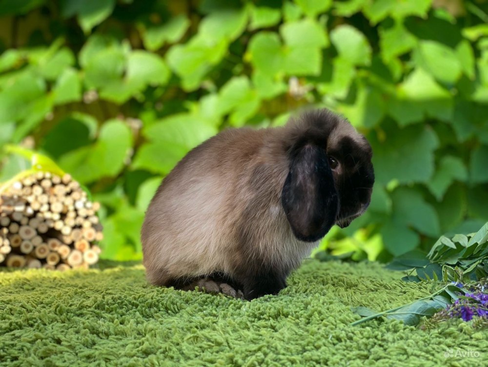 Кролик вислоухий Мардер