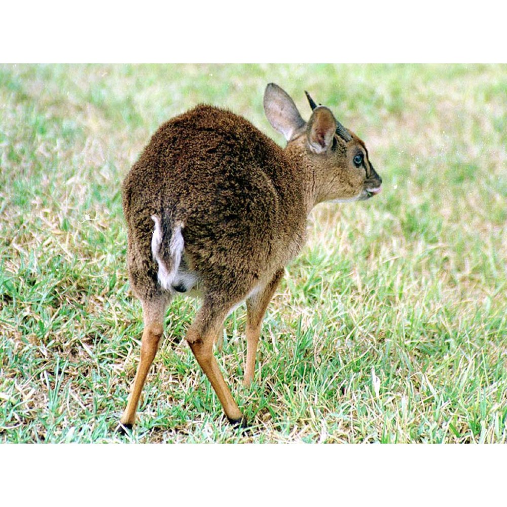 Карликовая антилопа