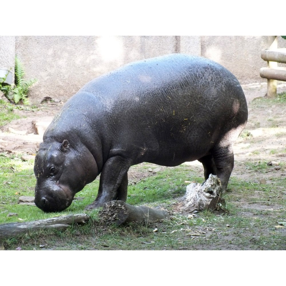 Карликовый Бегемот и человек