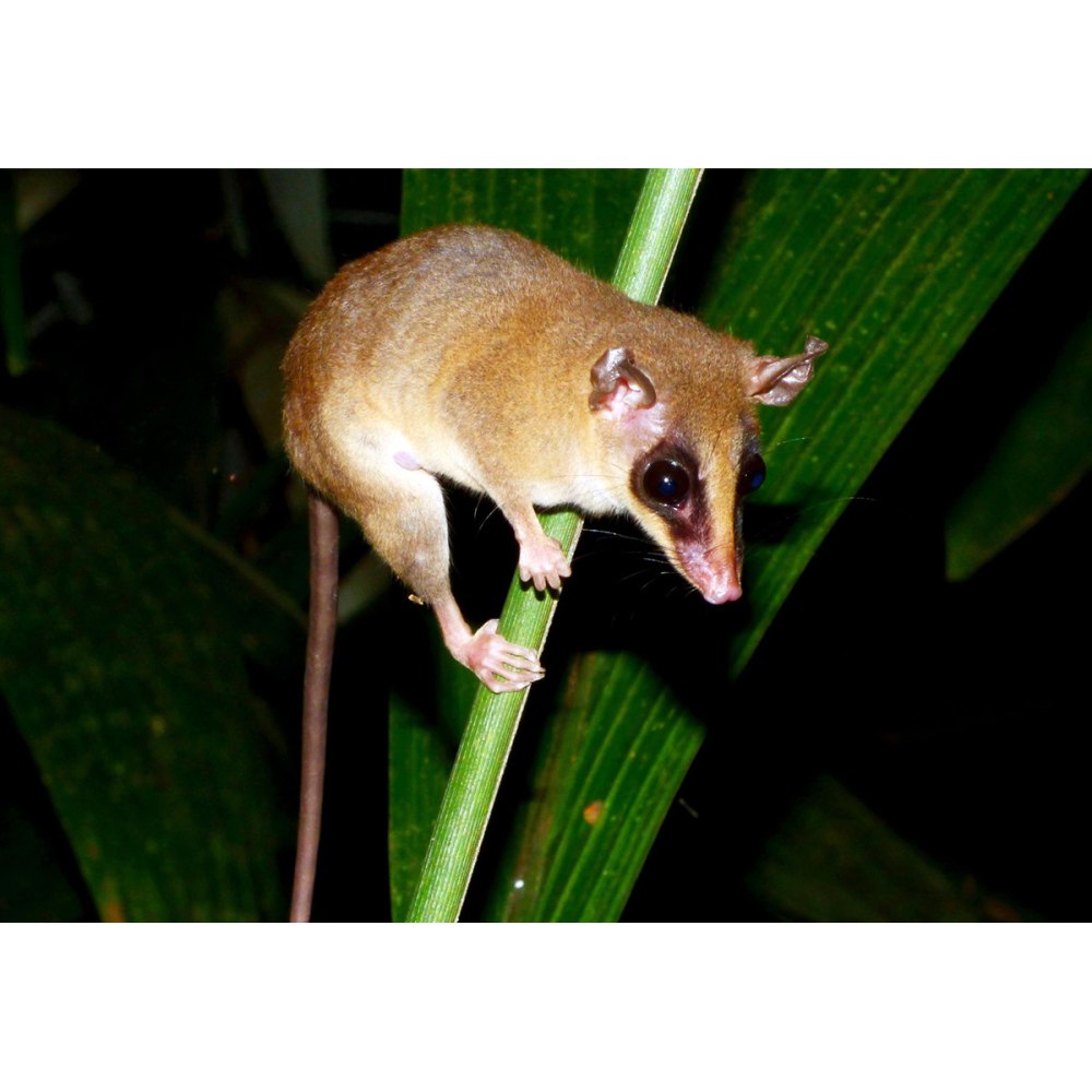 Мышевидный опоссум Marmosa cinerea