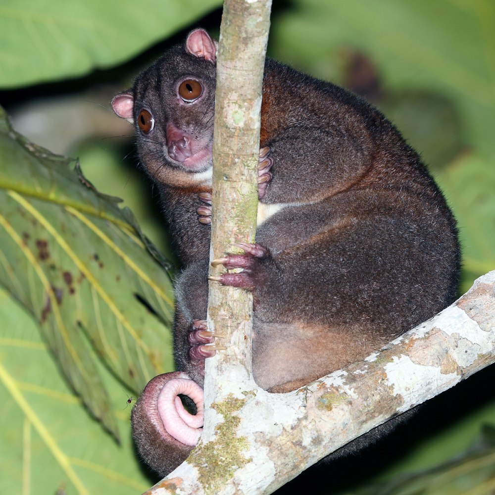 Пушистый кускус