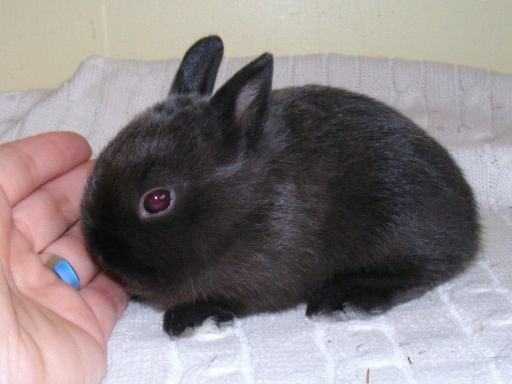 Гладкошерстный карликовый кролик