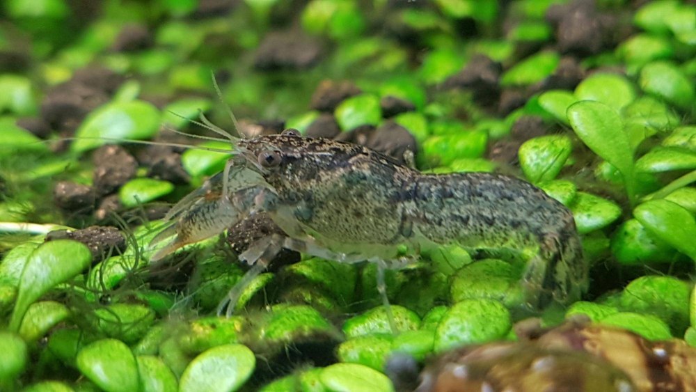 Cambarellus texanus содержание