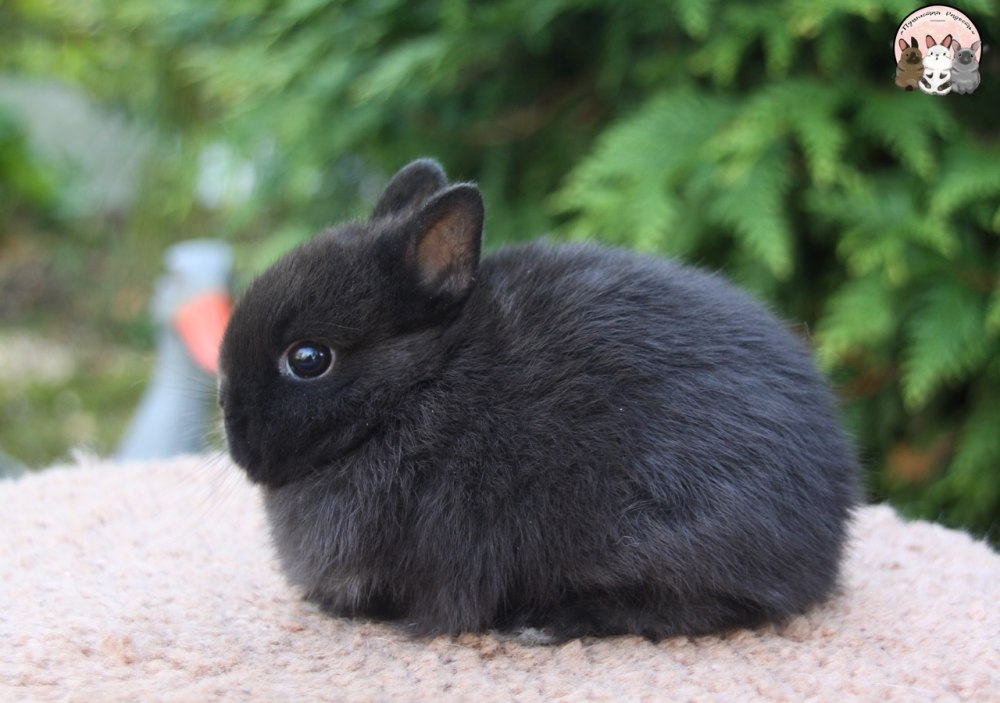 Карликовый кролик Мардер