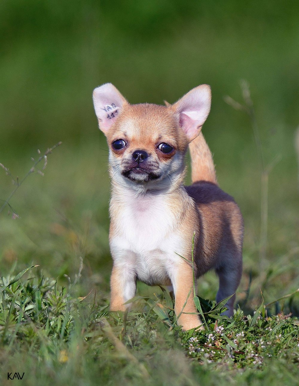 Чихуахуа Милли