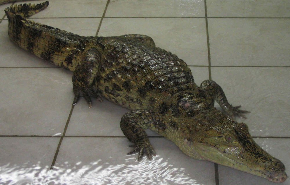 Нильский крокодил домашний