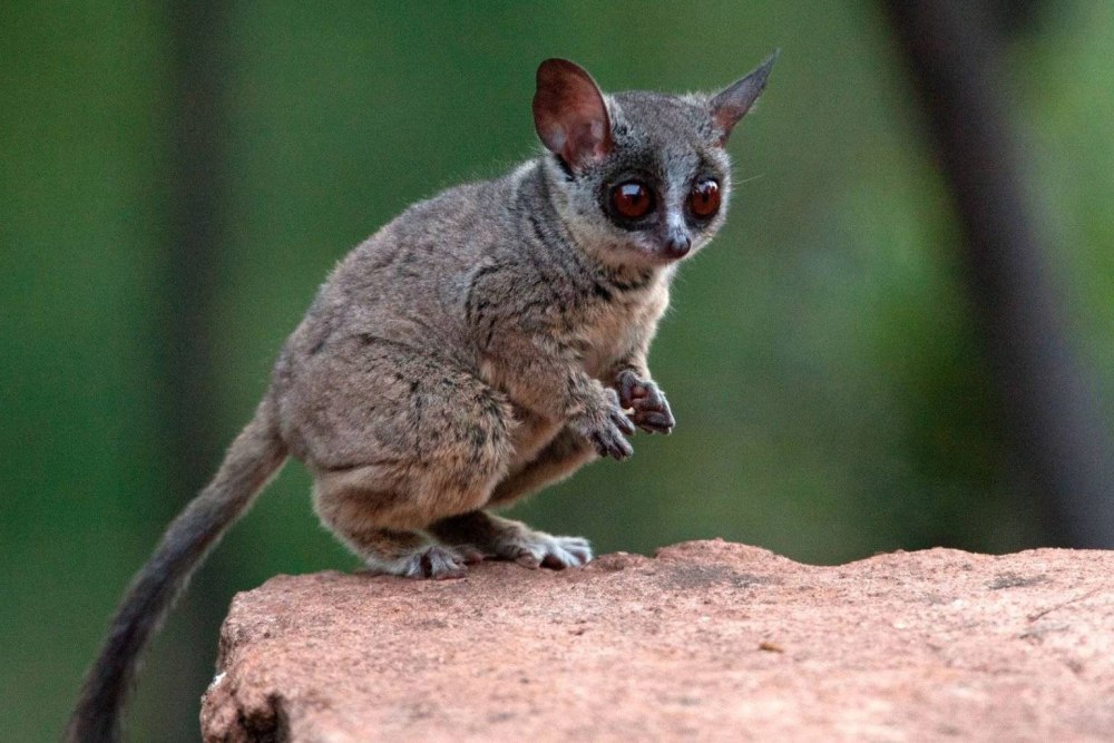 Сенегальский галаго лемур