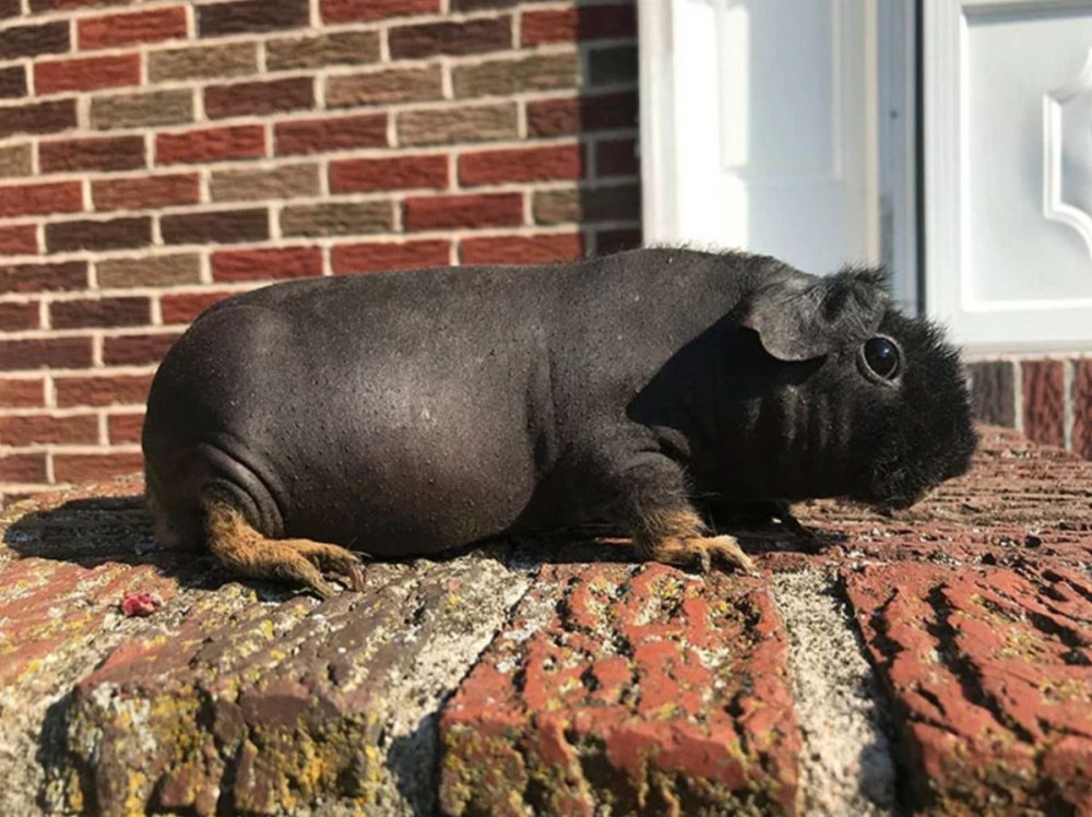 Либерийский карликовый Бегемот