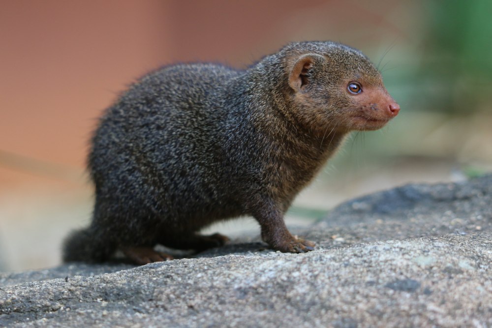 Мангуст кузиманза