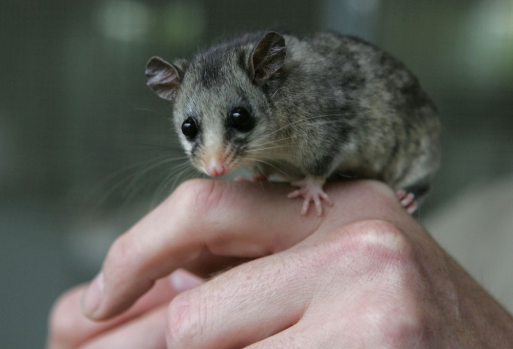 Карликовый опоссум австралийский пятнистый