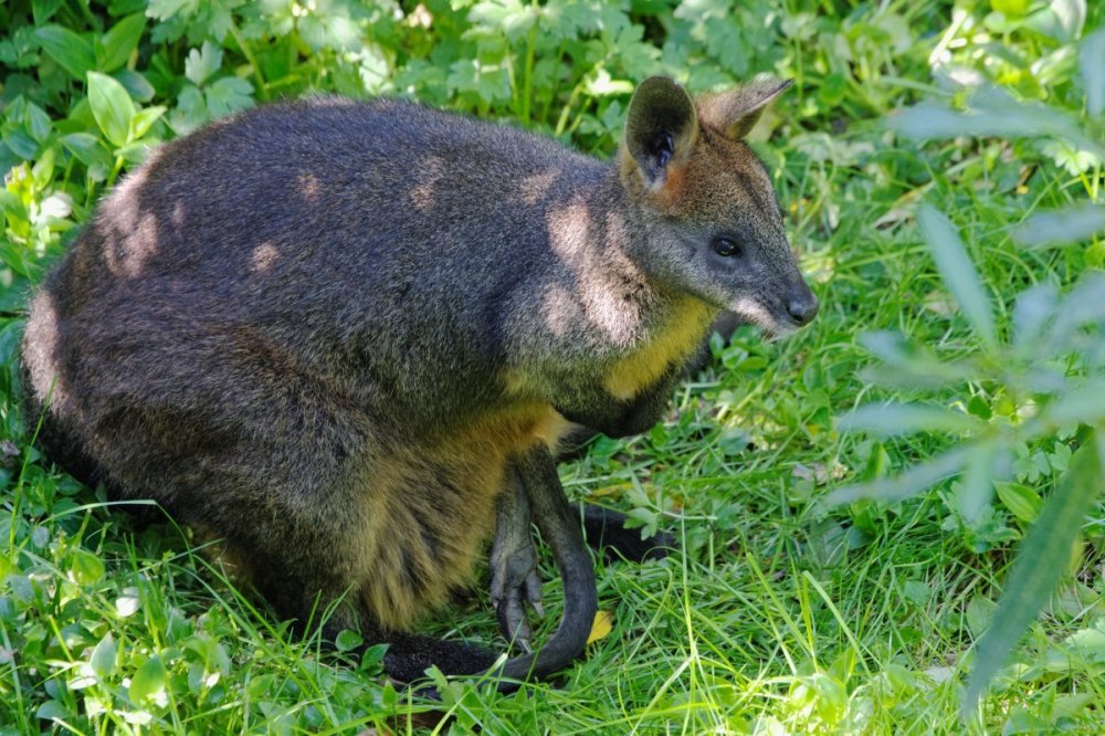 Карликовый кенгуру валлаби