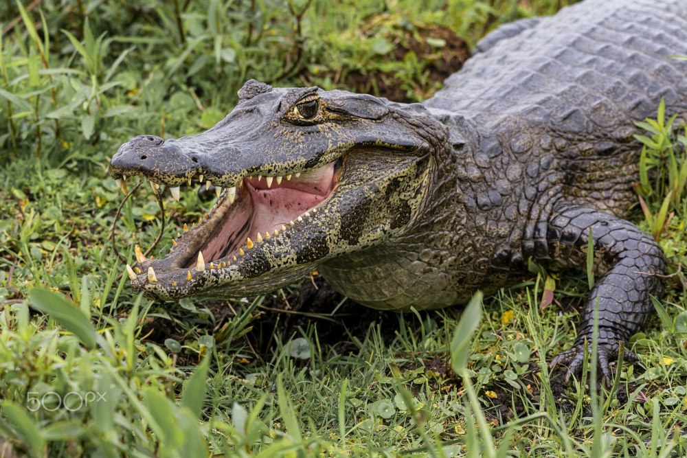 Большой Кайман