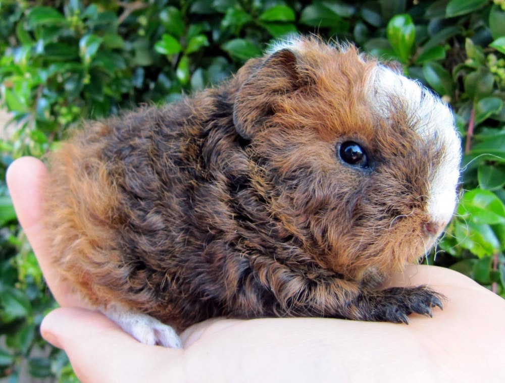 Кёрли морская Свинка