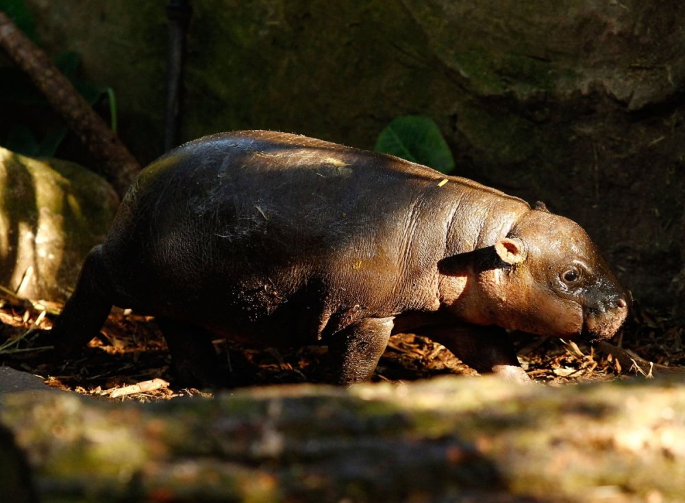 Мадагаскарский карликовый Бегемот