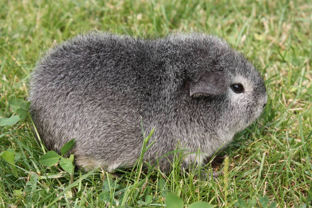 Американский Тедди серебристый агути