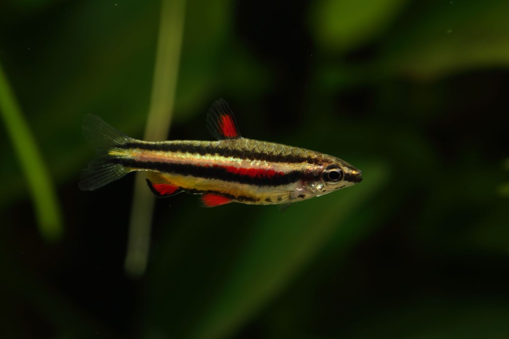 Dwarf Gourami