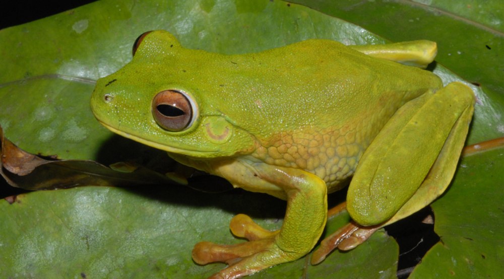 Разноцветная литория