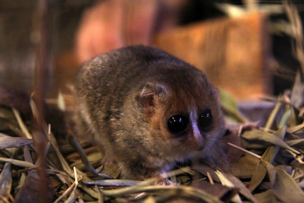 Мышиный лемур Лори