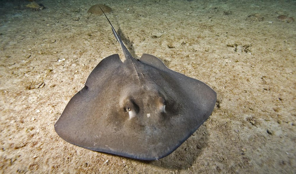 Скат-хвостокол морской кот