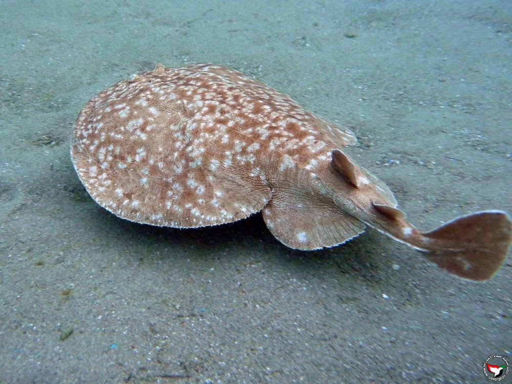 Скат электрический Torpedo